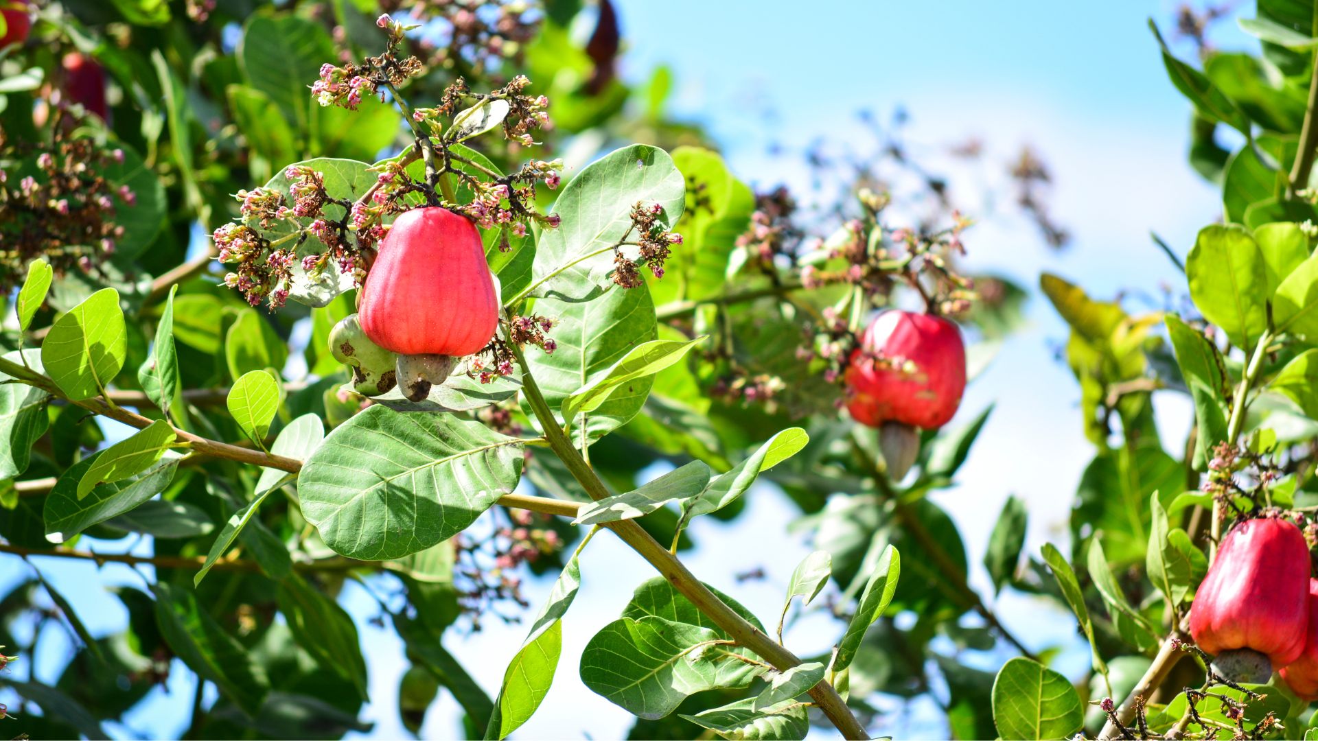 Kenapa Mete Wonogiri Berbeda